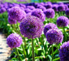 South Mountain Nursery Blue Purple Giant Allium Seeds - Globemaster Allium Giganteum Flower