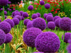 South Mountain Nursery Blue Purple Giant Allium Seeds - Globemaster Allium Giganteum Flower