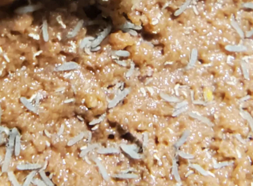 100+ Blue Podura Springtails (Proisotoma Minuta)