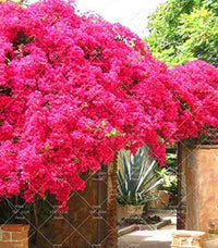 South Mountain Nursery Bougainvillea Ornamental Red Flowers - 50 Seeds