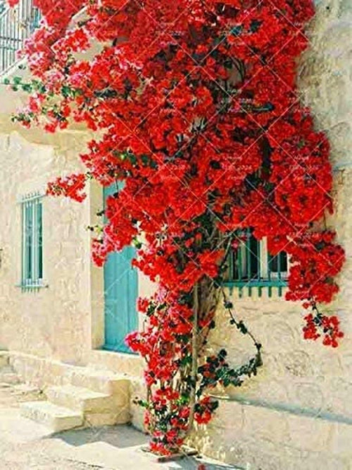 South Mountain Nursery Bougainvillea Ornamental Red Flowers - 50 Seeds