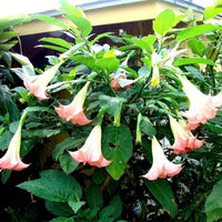 South Mountain Nursery Brugmansia Pink Delight Angels Trumpet Moonflower - 10 Seeds -
