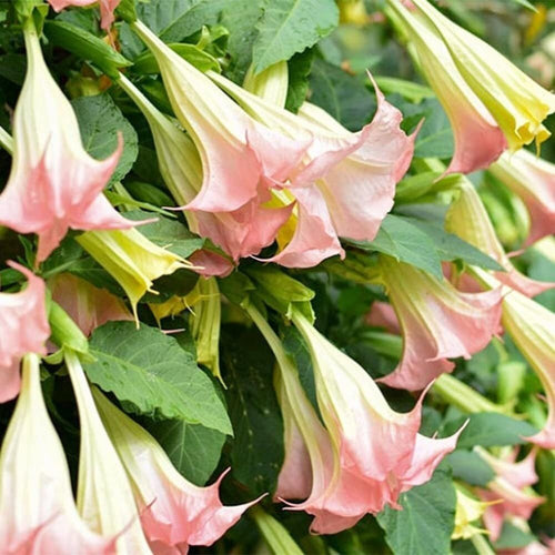 South Mountain Nursery Brugmansia Pink Delight Angels Trumpet Moonflower - 10 Seeds -