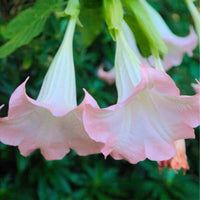 South Mountain Nursery Brugmansia Pink Delight Angels Trumpet Moonflower - 10 Seeds -
