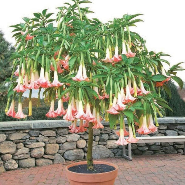 South Mountain Nursery Brugmansia Pink Delight Angels Trumpet Moonflower - 10 Seeds -