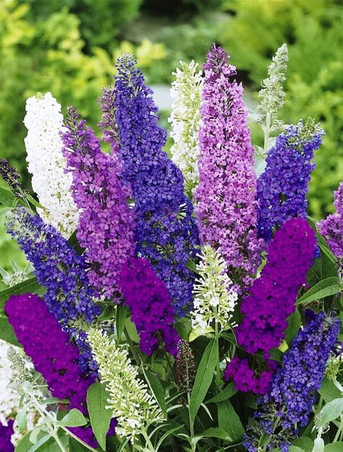 Butterfly Bush Giant Mix- Buddleia davidii - Perennial Flowers for Planting - GMO Free South Mountain Nursery