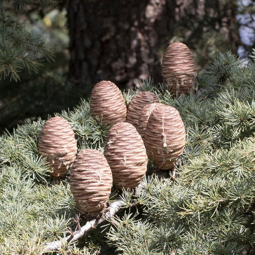 Cedrus Libani - 15 Seeds - Cedar of Lebanon Needled Evergreen Drought Tolerant Landscape Outdoor South Mountain Nursery
