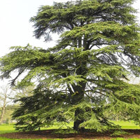 Cedrus Libani - 15 Seeds - Cedar of Lebanon Needled Evergreen Drought Tolerant Landscape Outdoor South Mountain Nursery