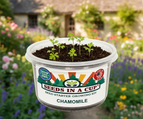 Chamomile Grow Kit | Grow Fresh Chamomile from Seed | Seeds In A Cup®