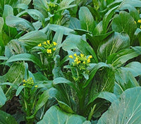 Choy Sum Yu Choy Chinese Flowering Cabbage - 1000 Seeds South Mountain Nursery