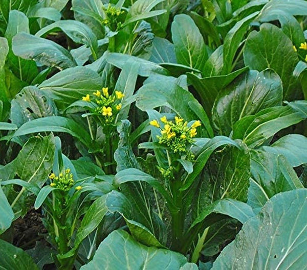 Choy Sum Yu Choy Chinese Flowering Cabbage - 1000 Seeds South Mountain Nursery