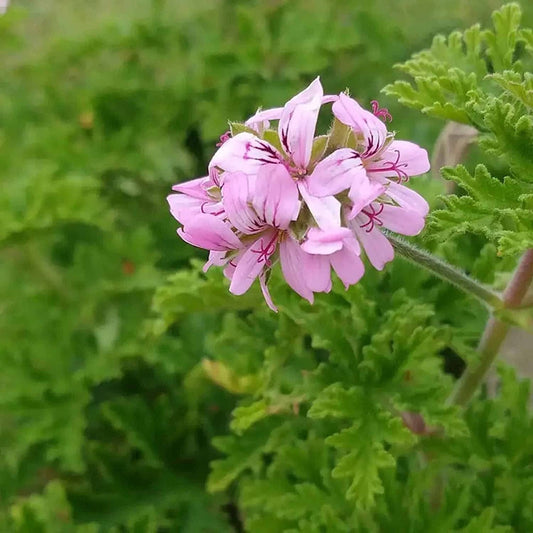 Citronella 500 Seeds - Mosquito Repellant Fresh Garden Home Plant Seeds South Mountain Nursery