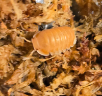 Cubaris sp. Citrus