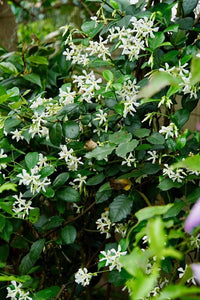 South Mountain Nursery Climbing Jasmine Flower - 50 Seeds - Fragrant Plant, Four Seasons