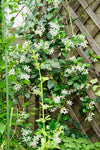 South Mountain Nursery Climbing Jasmine Flower - 50 Seeds - Fragrant Plant, Four Seasons