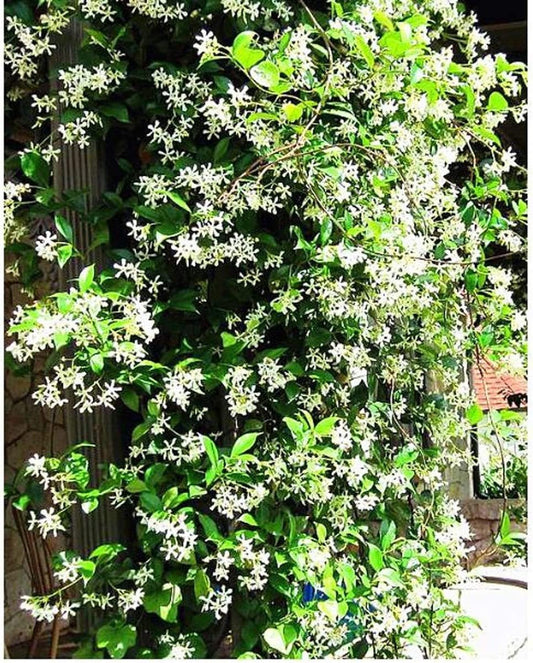 Climbing Jasmine Flower Seeds - Fragrant Plant Four Seasons Evergreen Silver Jasmine Non-Gmo South Mountain Nursery
