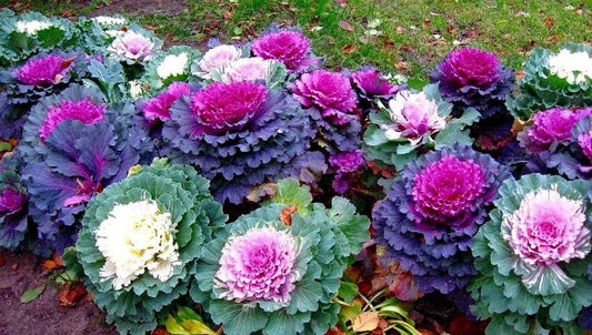 Colorful Japanese Ornamental Cabbage Osaka Mix Decorative - 50 Seeds - Flowering Kale Mix South Mountain Nursery