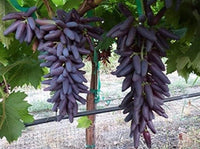 South Mountain Nursery Cotton Candy - Heirloom Rare Deep Black Purple Finger Grape Seeds -
