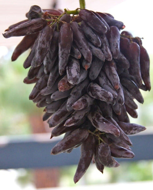 South Mountain Nursery Cotton Candy - Heirloom Rare Deep Black Purple Finger Grape Seeds -