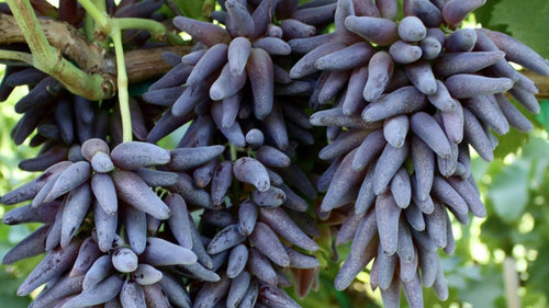 South Mountain Nursery Cotton Candy - Heirloom Rare Deep Black Purple Finger Grape Seeds -