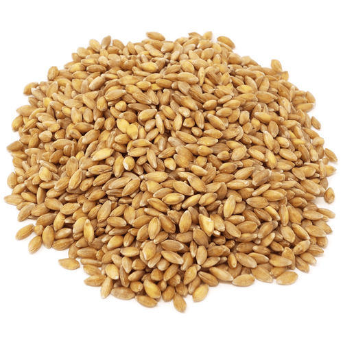 Einkorn Berries, Organic
