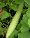 Cucumber Armenian Long - 10 Seeds - 70 Day Harvest Vegetable Heirloom Non GMO South Mountain Nursery