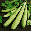 Cucumber Armenian Long - 10 Seeds - 70 Day Harvest Vegetable Heirloom Non GMO South Mountain Nursery
