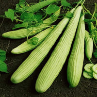 Cucumber Armenian Long - 10 Seeds - 70 Day Harvest Vegetable Heirloom Non GMO South Mountain Nursery
