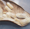 Armadillidium Depressum Magic Potion