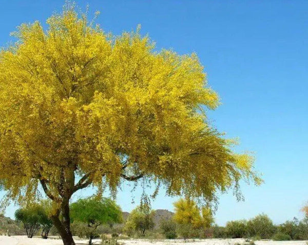 South Mountain Nursery Desert Museum - Thornless Palo Verde Seeds