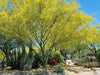 South Mountain Nursery Desert Museum - Thornless Palo Verde Seeds Cercidium x 'Desert Museum'
