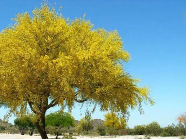 South Mountain Nursery Desert Museum - Thornless Palo Verde Seeds Cercidium x 'Desert Museum'