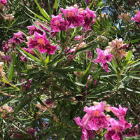 South Mountain Nursery Desert Willow Tree Seeds - Chilopsis Linearis, Large Pink Flowers,