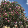 South Mountain Nursery Desert Willow Tree Seeds - Chilopsis Linearis, Large Pink Flowers,