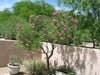 South Mountain Nursery Desert Willow Tree Seeds - Chilopsis Linearis, Large Pink Flowers,