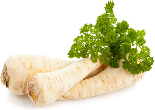 Dutch Hamburg Parsley Root Sugar Heirloom Herbs Vegetable Non GMO - 2000 Seeds South Mountain Nursery