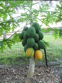 South Mountain Nursery Dwarf Waimanalo Papaya - 10 Seeds - Rare Tropical Fruit Tree Seeds