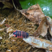 Ardientella sp. Ember Bee