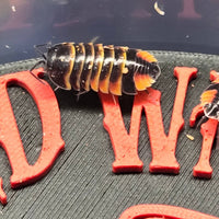 Ardientella sp. Ember Bee