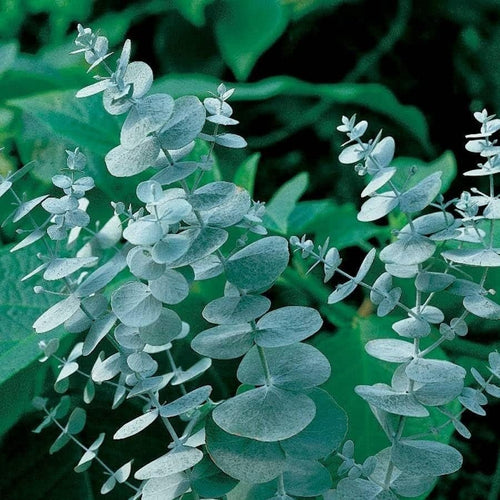 South Mountain Nursery Eucalyptus Pulverulenta Baby Blue Seeds - Silver Leaved Mountain Gum