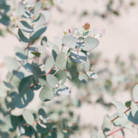 South Mountain Nursery Eucalyptus Pulverulenta Baby Blue Seeds - Silver Leaved Mountain Gum