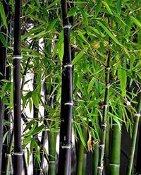 South Mountain Nursery Exotic Black Bamboo - 300 Seeds - Ornamental Plant Privacy Screen