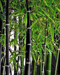 South Mountain Nursery Exotic Black Bamboo - 300 Seeds - Ornamental Plant Privacy Screen