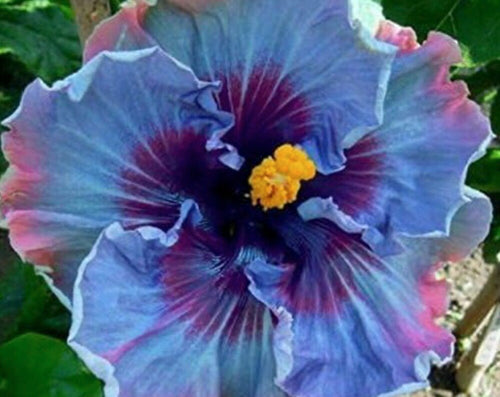 South Mountain Nursery Fairy Dust Hibiscus Seeds - Perennial Flower Seed