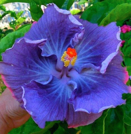 South Mountain Nursery Fairy Dust Hibiscus Seeds - Perennial Flower Seed - Easy to Grow -