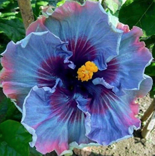 South Mountain Nursery Fairy Dust Hibiscus Seeds - Perennial Flower Seed - Easy to Grow -