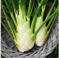 South Mountain Nursery Fennel Florence - 200 Seeds - Non-Gmo Heirloom