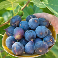 Ficus Carica Fig - 100 Seeds - Sweet Fruit Shrub Tree South Mountain Nursery