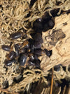 Armadillidium flavoscutatum