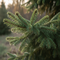 Fir (Christmas tree)